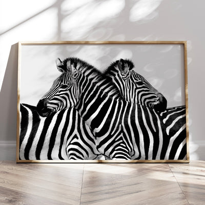 Zebra Embrace - Art Print, Poster, Stretched Canvas or Framed Wall Art Prints, shown framed in a room