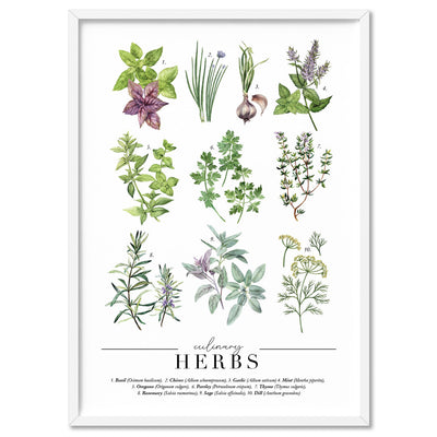 Culinary Herbs Chart - Art Print, Poster, Stretched Canvas, or Framed Wall Art Print, shown in a white frame