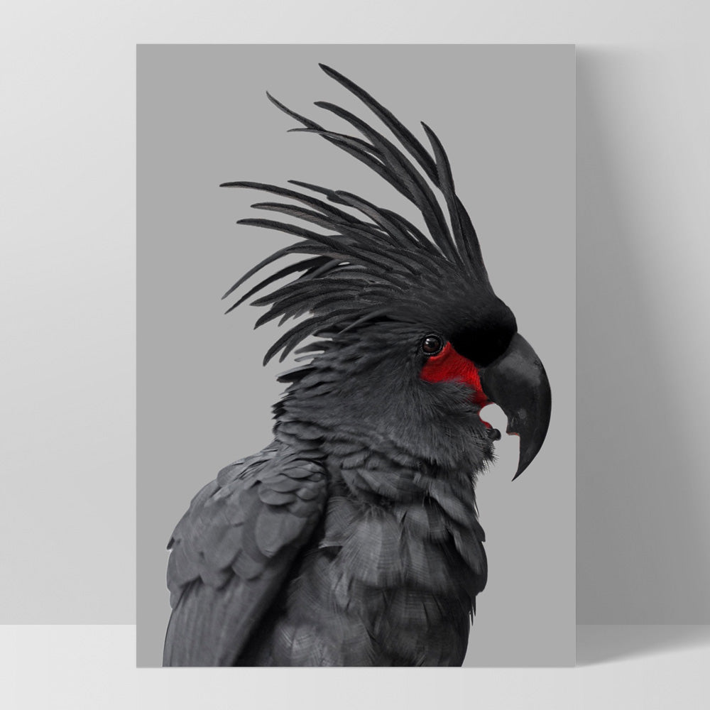 Black Palm Cockatoo - Art Print, Poster, Stretched Canvas, or Framed Wall Art Print, shown as a stretched canvas or poster without a frame