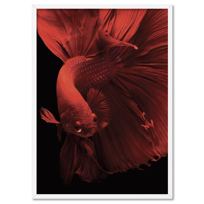 Japanese Red Betta Fighting Fish - Art Print, Poster, Stretched Canvas, or Framed Wall Art Print, shown in a white frame