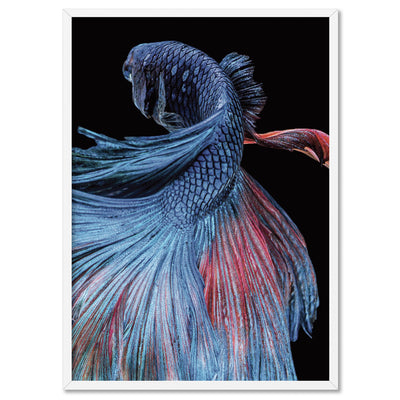Japanese Red & Blue Betta Fighting Fish - Art Print, Poster, Stretched Canvas, or Framed Wall Art Print, shown in a white frame