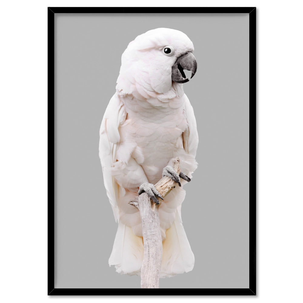 Salmon Crested Cockatoo - Art Print, Poster, Stretched Canvas, or Framed Wall Art Print, shown in a black frame