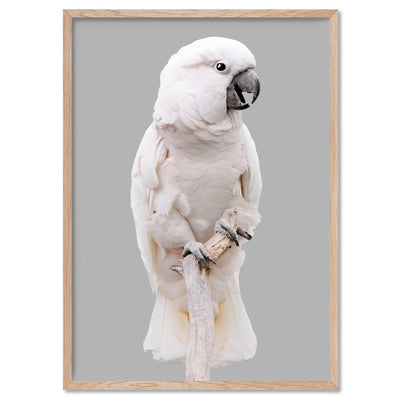 Salmon Crested Cockatoo - Art Print, Poster, Stretched Canvas, or Framed Wall Art Print, shown in a natural timber frame