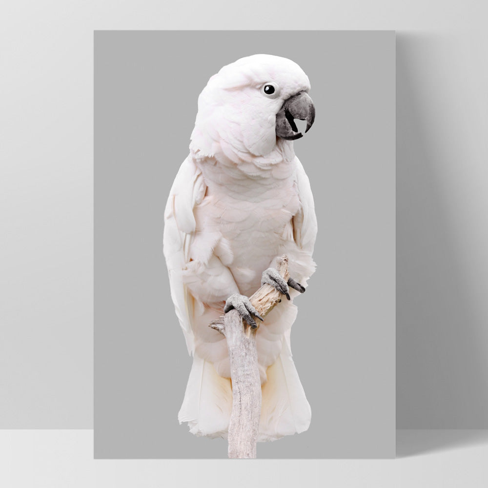 Salmon Crested Cockatoo - Art Print, Poster, Stretched Canvas, or Framed Wall Art Print, shown as a stretched canvas or poster without a frame