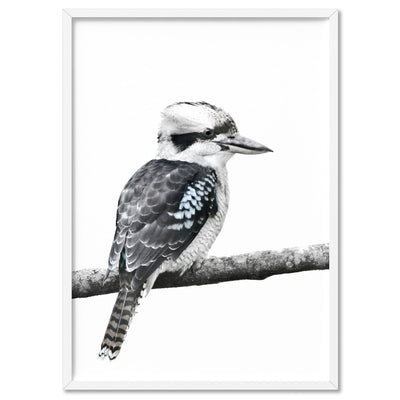 Kookaburra on Branch - Art Print, Poster, Stretched Canvas, or Framed Wall Art Print, shown in a white frame