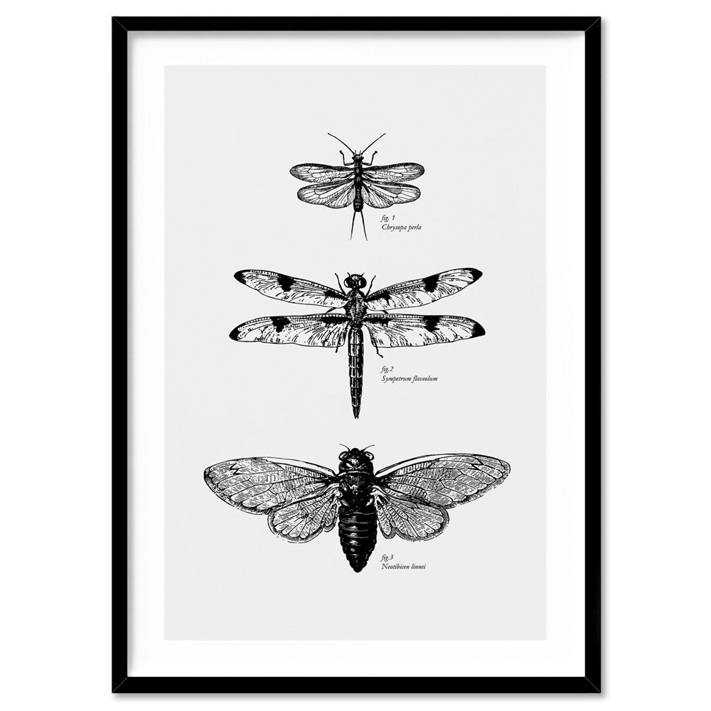 Winged Insects Entomology / Lacewing, Dragonfly & Cicada - Art Print, Poster, Stretched Canvas, or Framed Wall Art Print, shown in a black frame