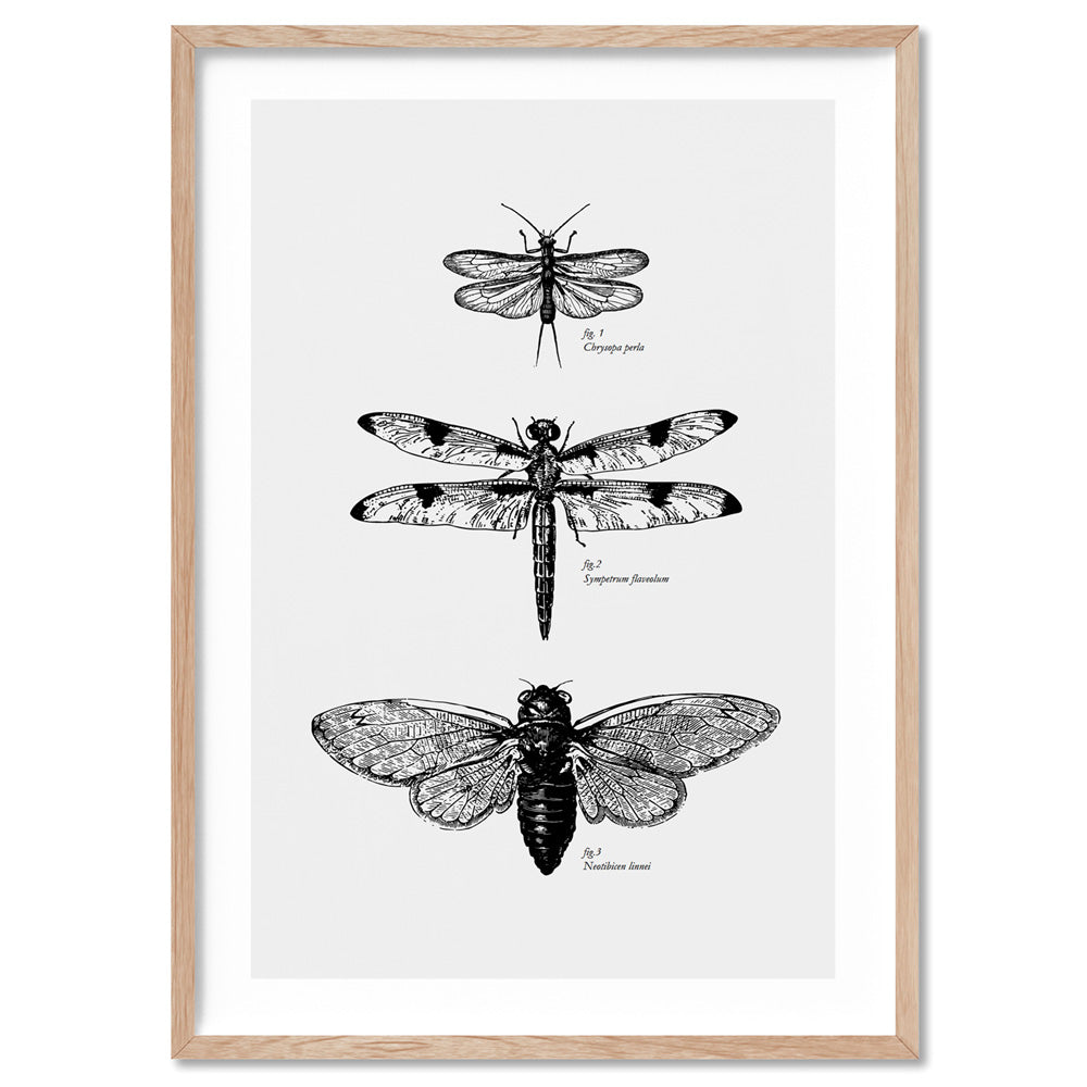 Winged Insects Entomology / Lacewing, Dragonfly & Cicada - Art Print, Poster, Stretched Canvas, or Framed Wall Art Print, shown in a natural timber frame