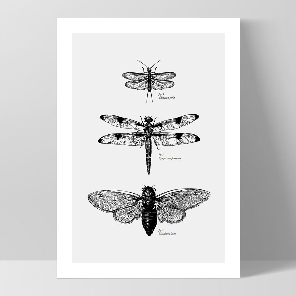 Winged Insects Entomology / Lacewing, Dragonfly & Cicada - Art Print, Poster, Stretched Canvas, or Framed Wall Art Print, shown as a stretched canvas or poster without a frame