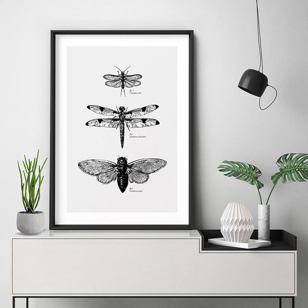 Winged Insects Entomology / Lacewing, Dragonfly & Cicada - Art Print, Poster, Stretched Canvas or Framed Wall Art Prints, shown framed in a room