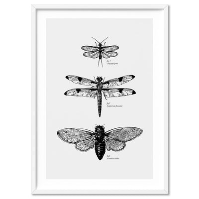 Winged Insects Entomology / Lacewing, Dragonfly & Cicada - Art Print, Poster, Stretched Canvas, or Framed Wall Art Print, shown in a white frame
