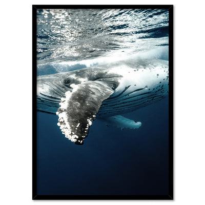 Underwater Humpback Whale II - Art Print, Poster, Stretched Canvas, or Framed Wall Art Print, shown in a black frame