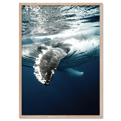 Underwater Humpback Whale II - Art Print, Poster, Stretched Canvas, or Framed Wall Art Print, shown in a natural timber frame