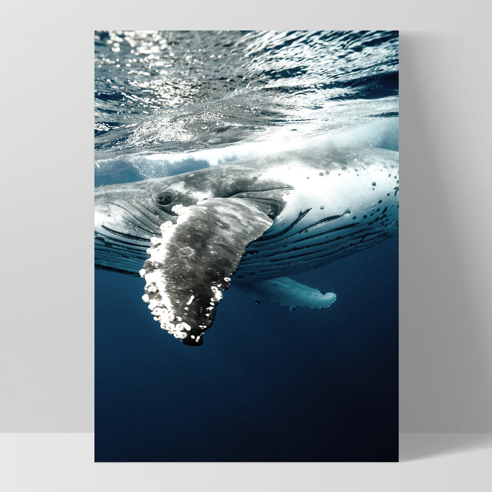 Underwater Humpback Whale II - Art Print, Poster, Stretched Canvas, or Framed Wall Art Print, shown as a stretched canvas or poster without a frame