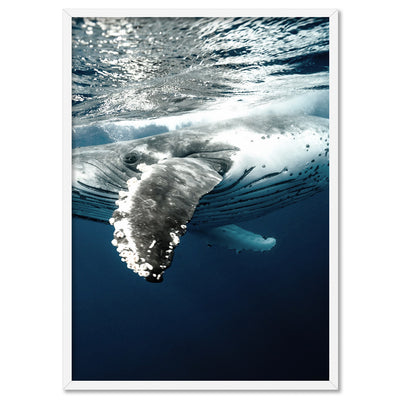 Underwater Humpback Whale II - Art Print, Poster, Stretched Canvas, or Framed Wall Art Print, shown in a white frame