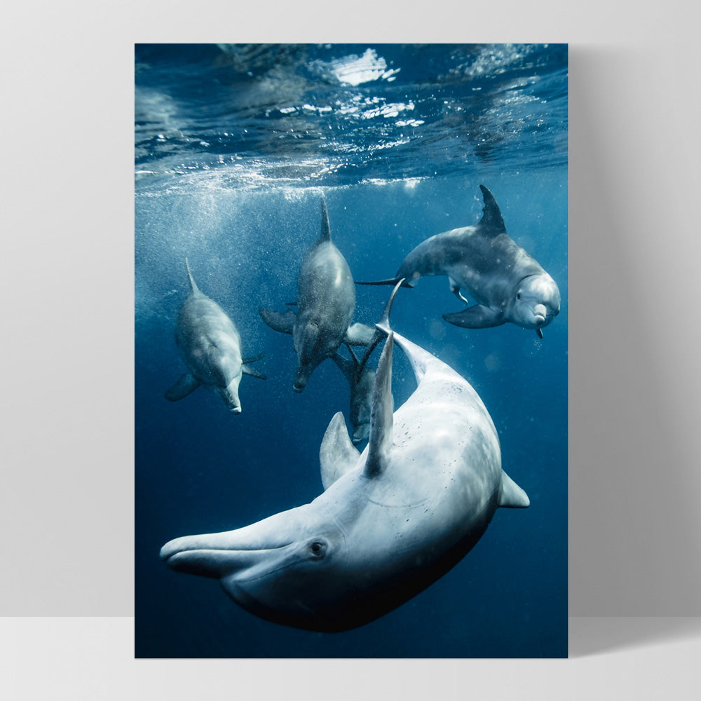 Dolphins Under the Sea - Art Print, Poster, Stretched Canvas, or Framed Wall Art Print, shown as a stretched canvas or poster without a frame