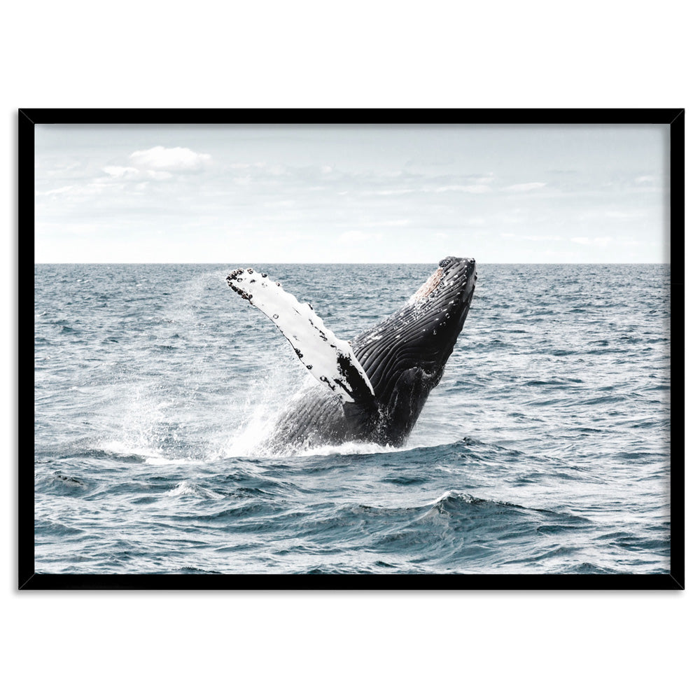 Humpback Whale - Art Print, Poster, Stretched Canvas, or Framed Wall Art Print, shown in a black frame