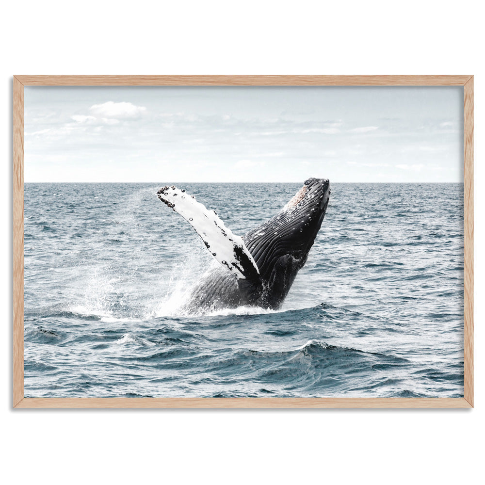 Humpback Whale - Art Print, Poster, Stretched Canvas, or Framed Wall Art Print, shown in a natural timber frame