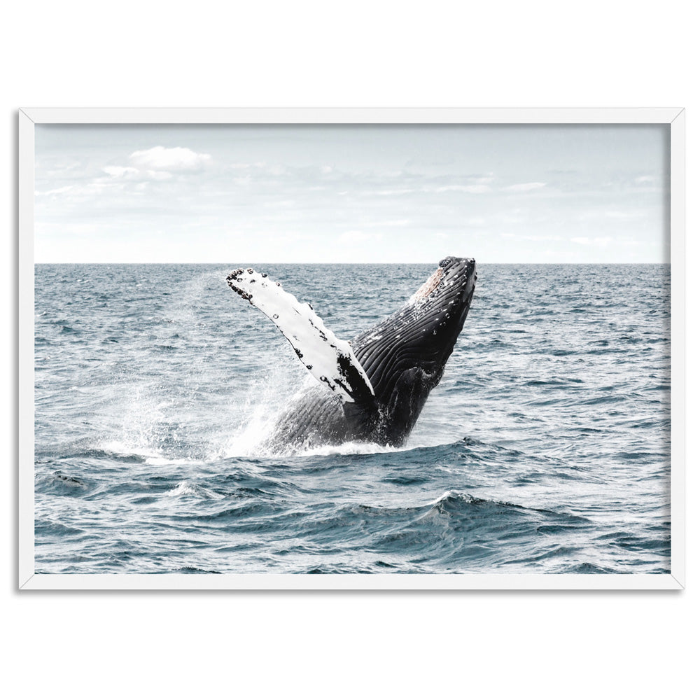 Humpback Whale - Art Print, Poster, Stretched Canvas, or Framed Wall Art Print, shown in a white frame