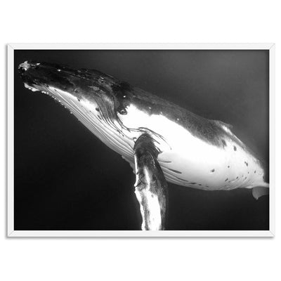 Underwater Humpback Whale Black & White - Art Print, Poster, Stretched Canvas, or Framed Wall Art Print, shown in a white frame