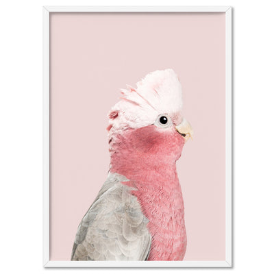 Galah Pink Cockatoo on Blush - Art Print, Poster, Stretched Canvas, or Framed Wall Art Print, shown in a white frame