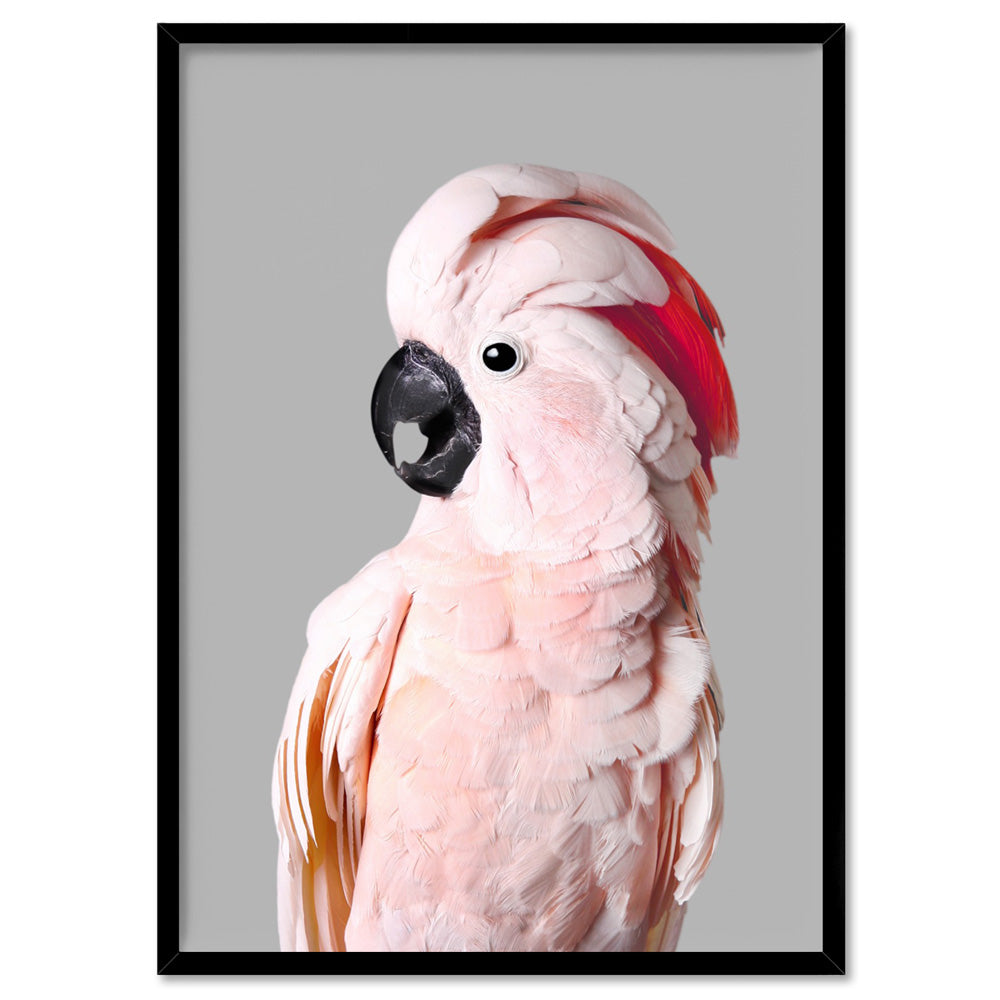 Salmon Crested Cockatoo II - Art Print, Poster, Stretched Canvas, or Framed Wall Art Print, shown in a black frame
