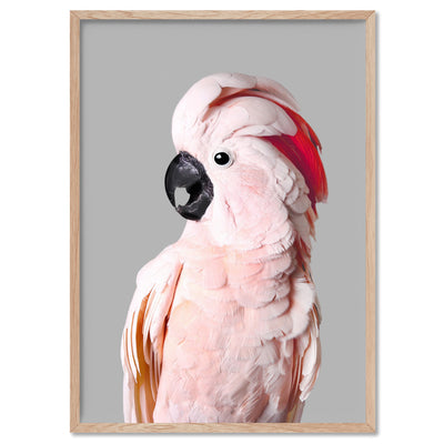 Salmon Crested Cockatoo II - Art Print, Poster, Stretched Canvas, or Framed Wall Art Print, shown in a natural timber frame
