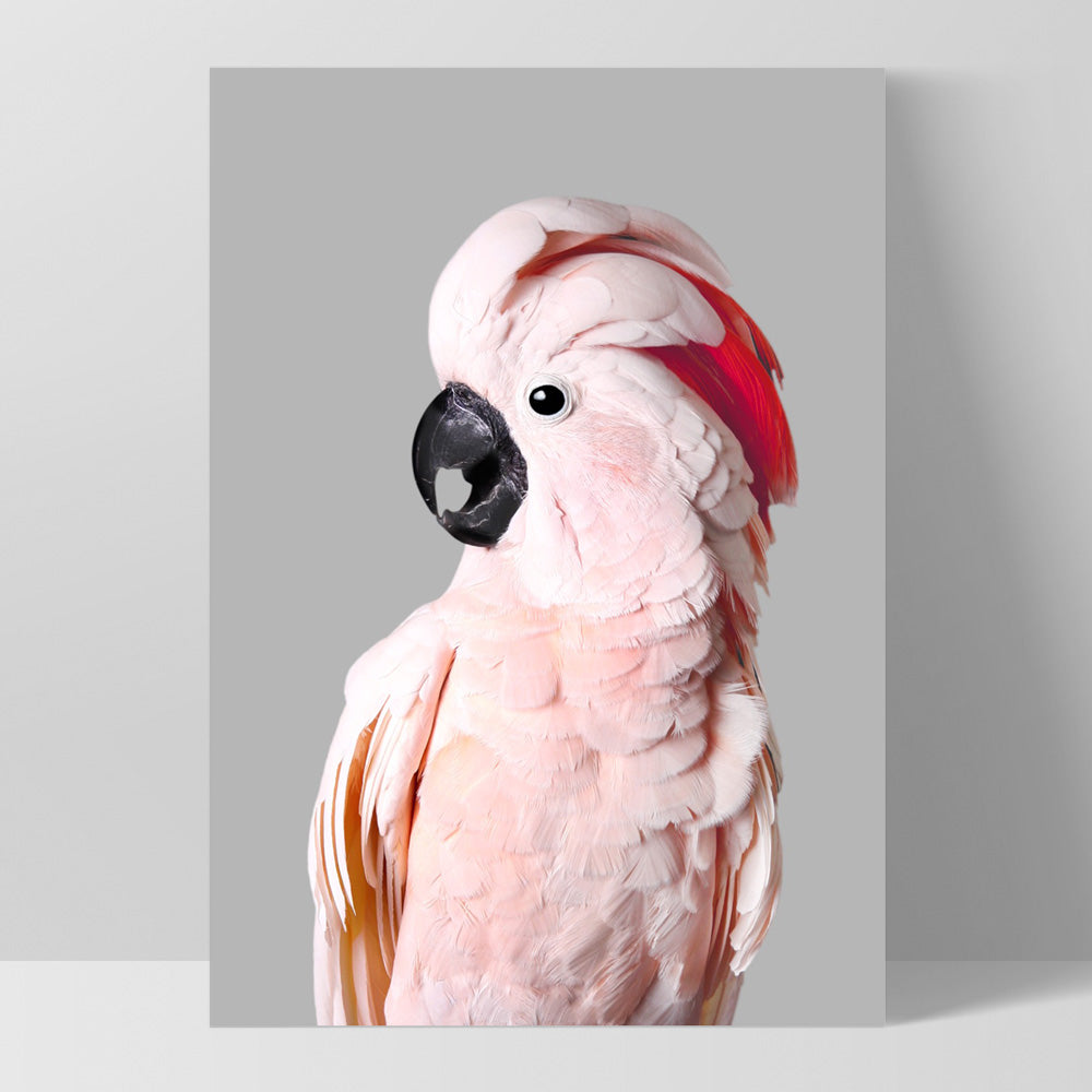 Salmon Crested Cockatoo II - Art Print, Poster, Stretched Canvas, or Framed Wall Art Print, shown as a stretched canvas or poster without a frame