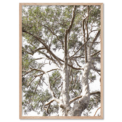 Gumtrees View II - Art Print, Poster, Stretched Canvas, or Framed Wall Art Print, shown in a natural timber frame