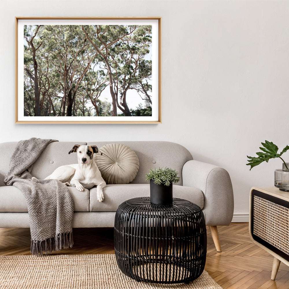 Among the Gumtrees II - Art Print, Poster, Stretched Canvas or Framed Wall Art Prints, shown framed in a room