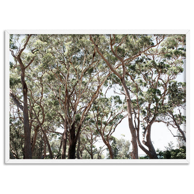 Among the Gumtrees II - Art Print, Poster, Stretched Canvas, or Framed Wall Art Print, shown in a white frame