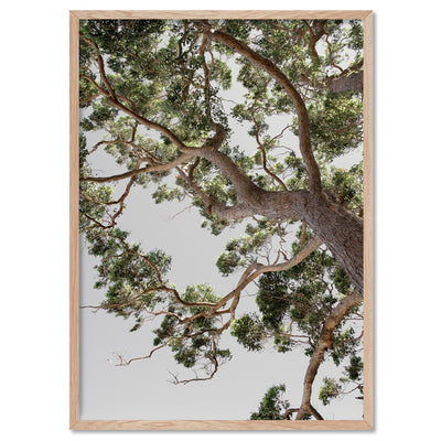 Majestic Gum I - Art Print, Poster, Stretched Canvas, or Framed Wall Art Print, shown in a natural timber frame
