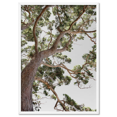 Majestic Gum II - Art Print, Poster, Stretched Canvas, or Framed Wall Art Print, shown in a white frame