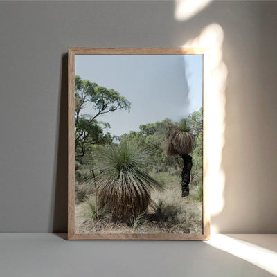 Australian Bush Grass Trees I - Art Print, Poster, Stretched Canvas or Framed Wall Art Prints, shown framed in a room