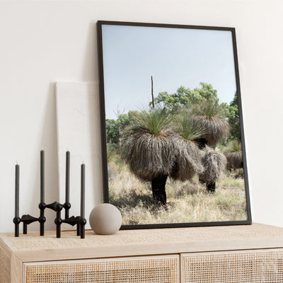Australian Bush Grass Trees II - Art Print, Poster, Stretched Canvas or Framed Wall Art Prints, shown framed in a room