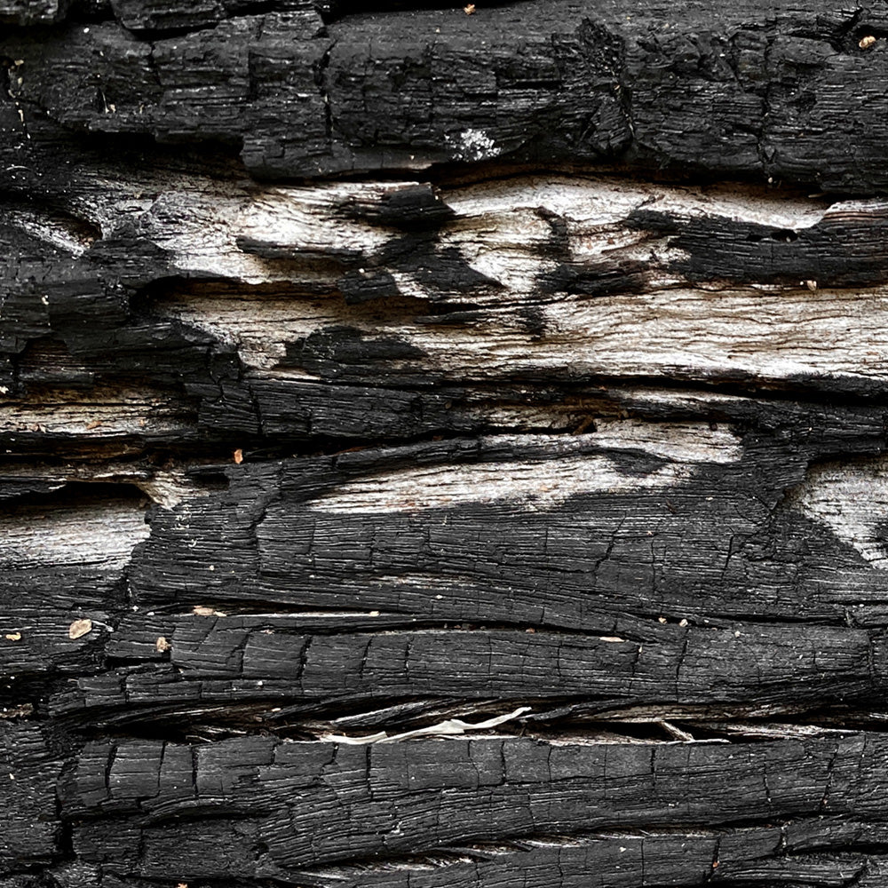 Gumtree | Charred Eucalypt V - Art Print, Poster, Stretched Canvas or Framed Wall Art, Close up View of Print Resolution