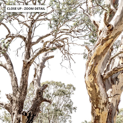 Among the Gumtrees III - Art Print, Poster, Stretched Canvas or Framed Wall Art, Close up View of Print Resolution