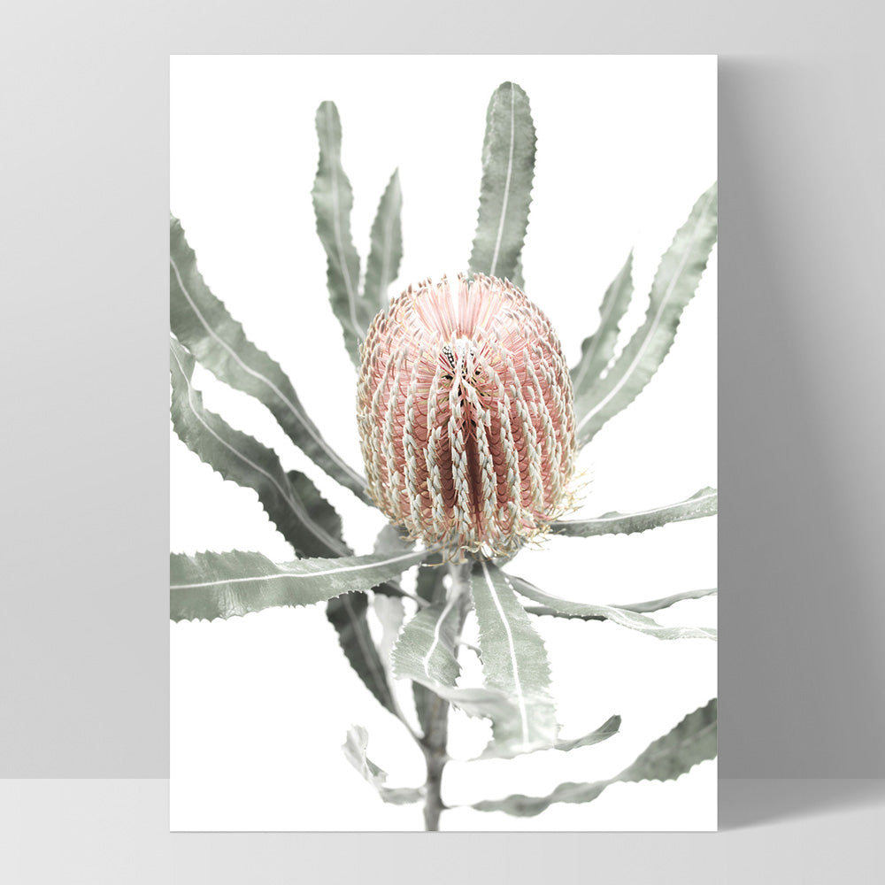 Banksia Pastels I - Art Print, Poster, Stretched Canvas, or Framed Wall Art Print, shown as a stretched canvas or poster without a frame