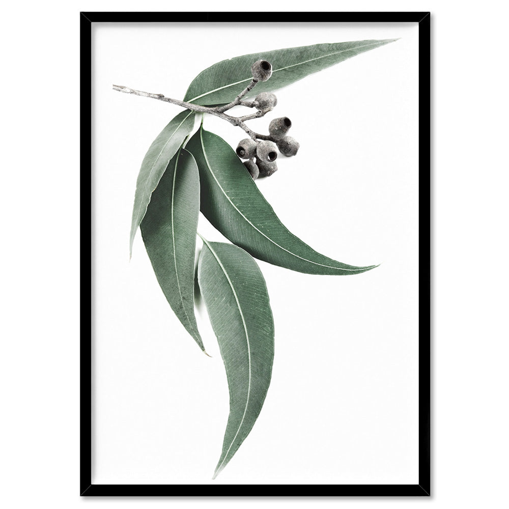 Eucalyptus Leaves & Gumnuts I - Art Print, Poster, Stretched Canvas, or Framed Wall Art Print, shown in a black frame