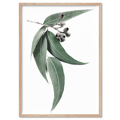 Eucalyptus Leaves & Gumnuts I - Art Print, Poster, Stretched Canvas, or Framed Wall Art Print, shown in a natural timber frame