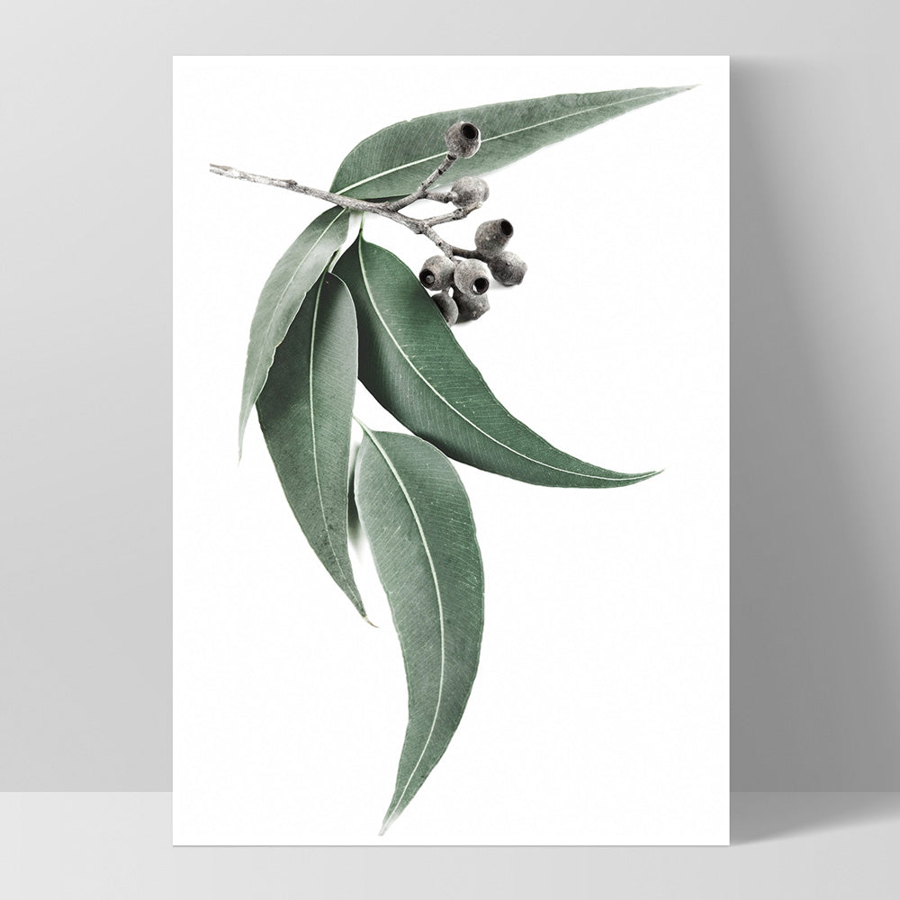 Eucalyptus Leaves & Gumnuts I - Art Print, Poster, Stretched Canvas, or Framed Wall Art Print, shown as a stretched canvas or poster without a frame