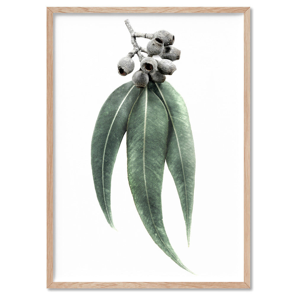 Eucalyptus Leaves & Gumnuts II - Art Print, Poster, Stretched Canvas, or Framed Wall Art Print, shown in a natural timber frame