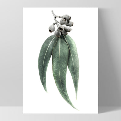 Eucalyptus Leaves & Gumnuts II - Art Print, Poster, Stretched Canvas, or Framed Wall Art Print, shown as a stretched canvas or poster without a frame