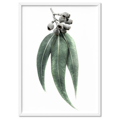 Eucalyptus Leaves & Gumnuts II - Art Print, Poster, Stretched Canvas, or Framed Wall Art Print, shown in a white frame