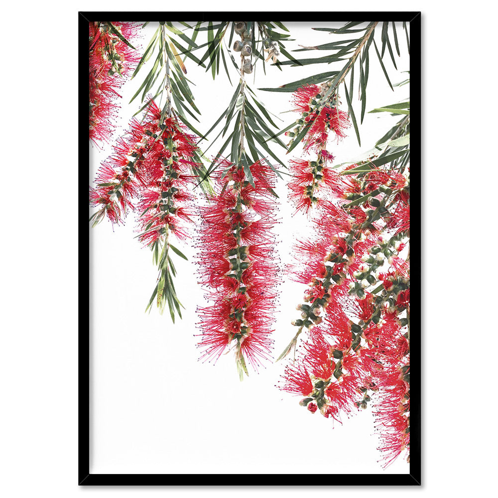 Bottle Brush Flowers I - Art Print, Poster, Stretched Canvas, or Framed Wall Art Print, shown in a black frame