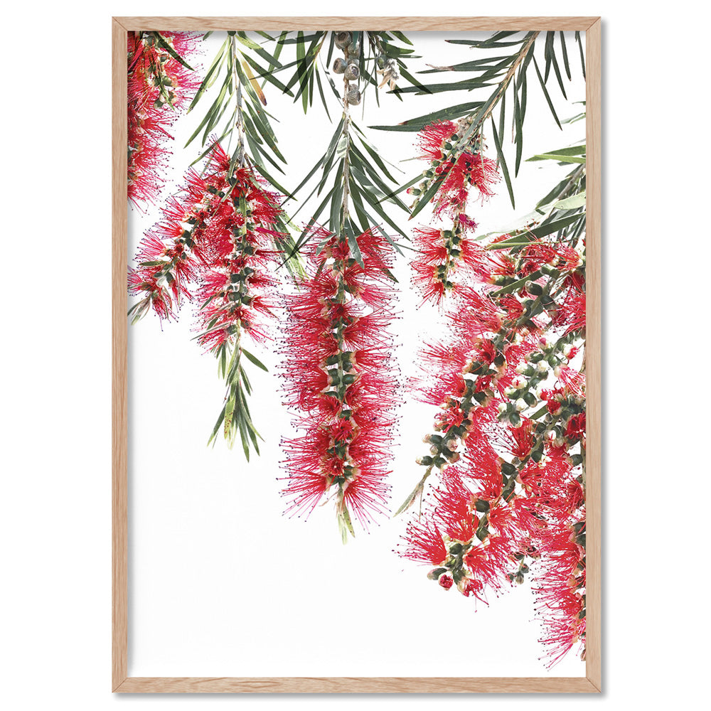 Bottle Brush Flowers I - Art Print, Poster, Stretched Canvas, or Framed Wall Art Print, shown in a natural timber frame