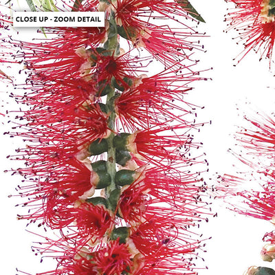 Bottle Brush Flowers I - Art Print, Poster, Stretched Canvas or Framed Wall Art, Close up View of Print Resolution