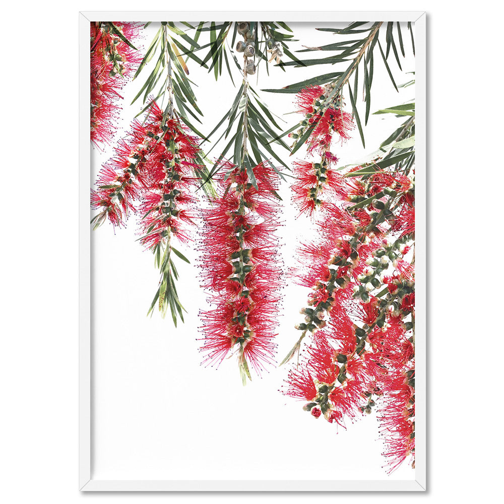 Bottle Brush Flowers I - Art Print, Poster, Stretched Canvas, or Framed Wall Art Print, shown in a white frame