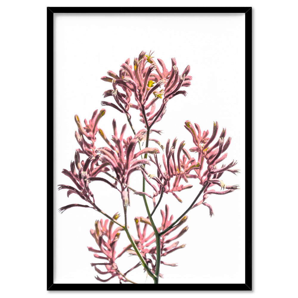 Kangaroo Paw in Pink - Art Print, Poster, Stretched Canvas, or Framed Wall Art Print, shown in a black frame