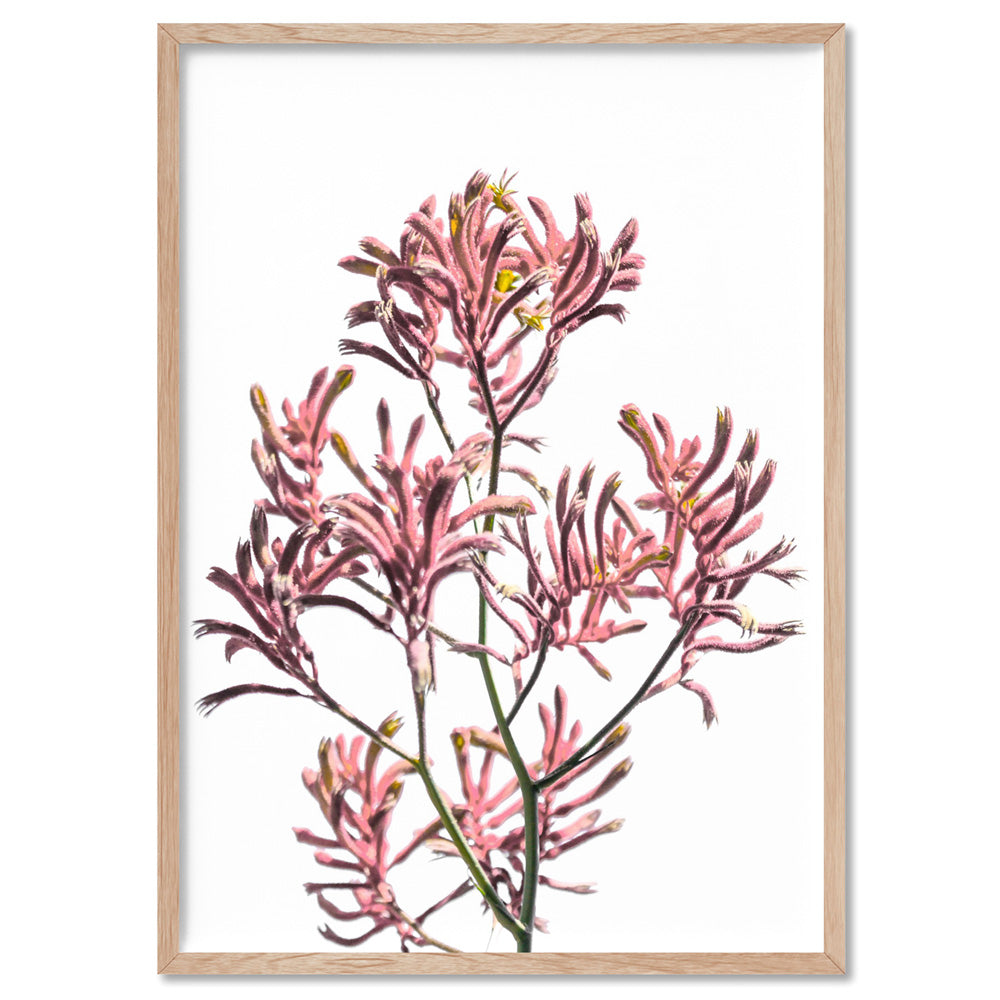 Kangaroo Paw in Pink - Art Print, Poster, Stretched Canvas, or Framed Wall Art Print, shown in a natural timber frame