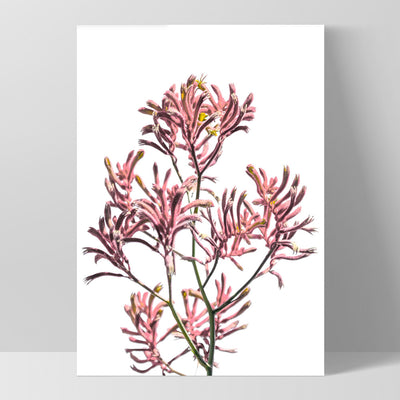 Kangaroo Paw in Pink - Art Print, Poster, Stretched Canvas, or Framed Wall Art Print, shown as a stretched canvas or poster without a frame